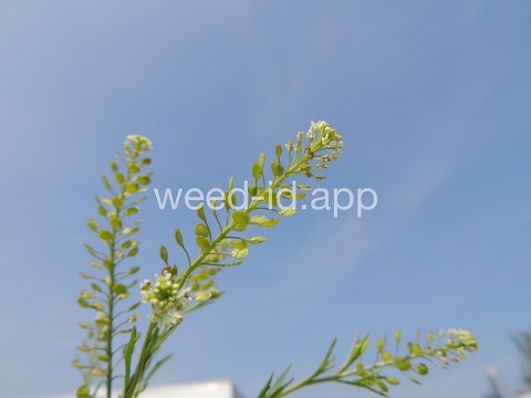 pepperweed, Virginia